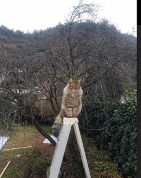 太阳如何用智能碾压撕碎爵士？三大战术细节揭示碾压真相